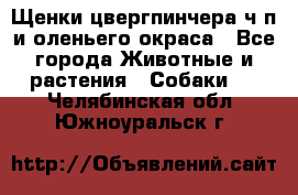 Щенки цвергпинчера ч/п и оленьего окраса - Все города Животные и растения » Собаки   . Челябинская обл.,Южноуральск г.